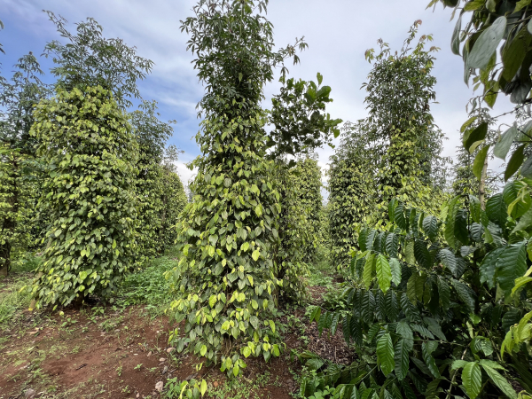 Pepper plants in Central Highlands © V-SCOPE project